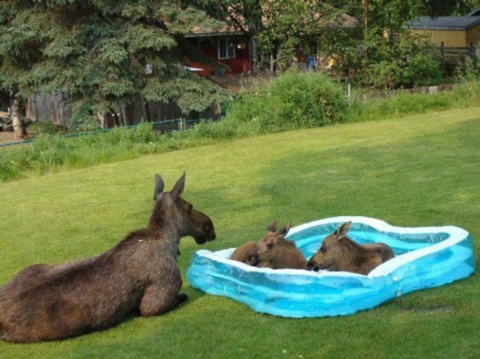 moose baby pool