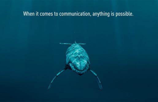 whale communication