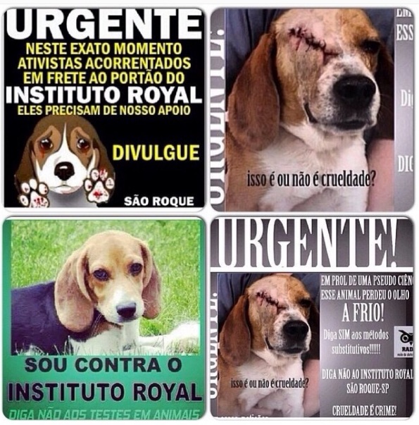 Rita_Guedes_on_Instagram__“Gente_sem_alma__O_governo_TEM_que_tomar_uma_providência__instituto_Royal_esta_assassinando_cachorros__na_maior_crueldade_____”