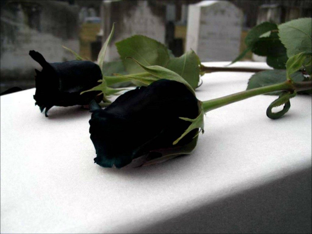 black rose 2