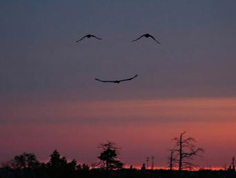 smiling birds