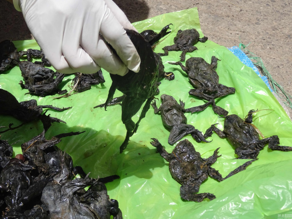 Dead wrinkly green frogs (Telmatobius culeus) collected by a National Forestry and Wildlife Service staff member on the Coata river bank, in Puno, Peru on October 17. Credit: AFP PHOTO / SERFOR / HO