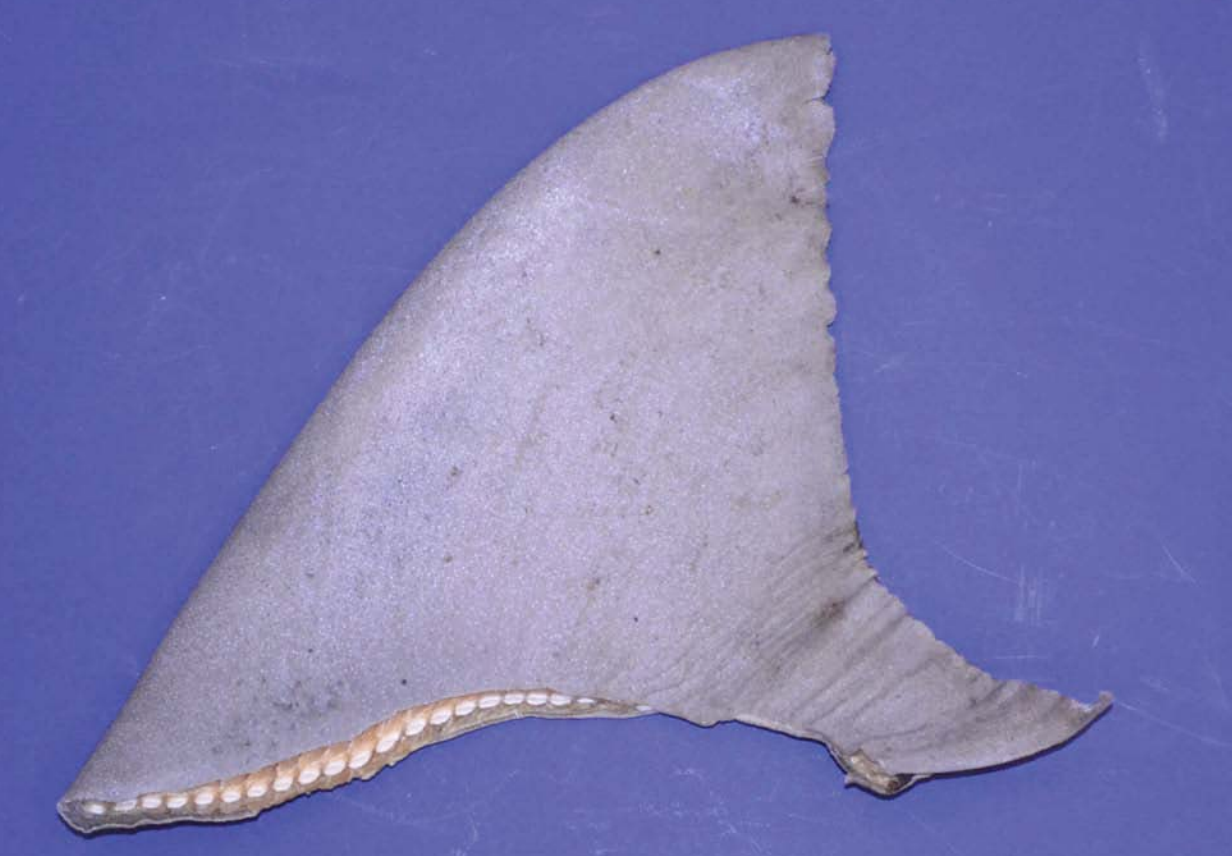 bull shark dorsal fin