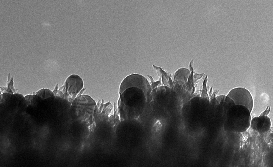 SEM image of the catalyst, which is made of copper nanoparticles (seen as spheres) embedded in carbon nanospikes. Credit: Oak Ridge National Laboratory