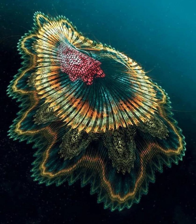 spanish dancer jellyfish
