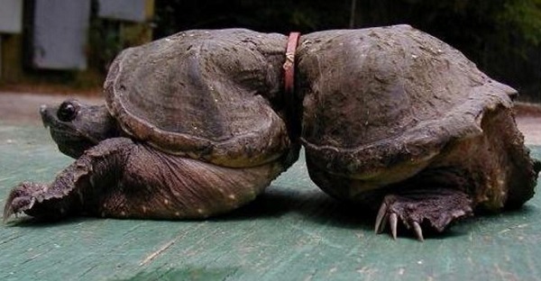 Drama Afspraak Zwart Turtle Misshapen Due to Being Caught in Rubber Band for 19 Years? |  Snopes.com
