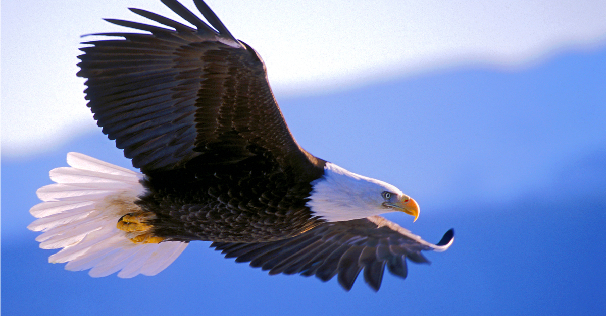Does the 2016 Election represent the American Eagle?