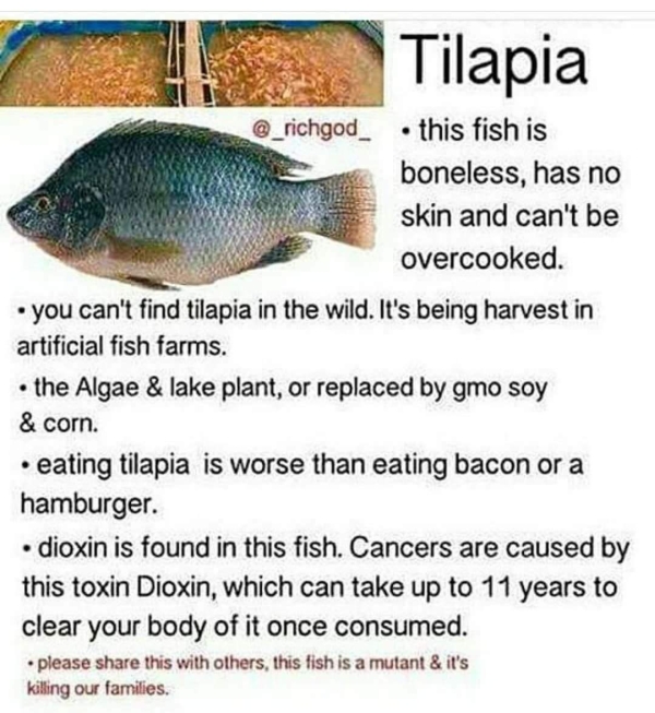 Tilapia. This fish is boneless, has no skin and can't be overcooked. You can't find tilapia in the wild. It's being harvested in artificial fish farms. Dioxin is found in this fish.