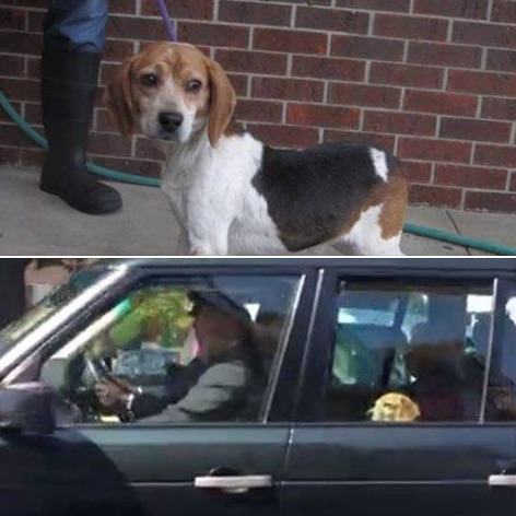 meghan markle rescued guy the beagle