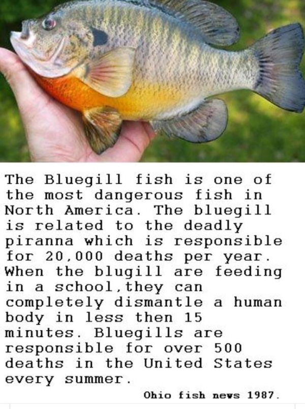 The Bluegill fish is one of the most dangerous fish in North America. The bluegill is related to the deadly piranna which is responsible for 20,000 deathes per year. When the blugill are feeding in a school, they can dismantle a human body in less then 15 minutes. Bluegills are responsible for over 500 deaths in the United States every summer. -- Ohio fish news 1997