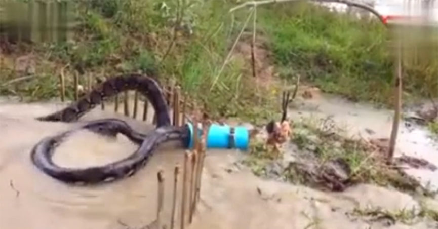 Does This Video Show A Giant Anaconda Getting Caught In A Trap
