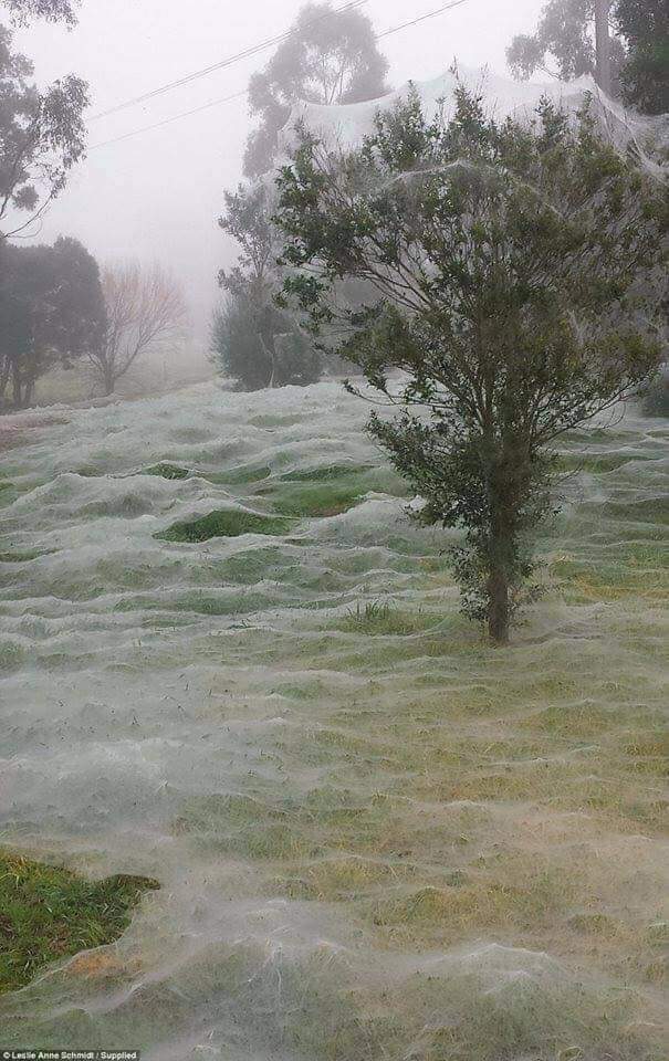 Does This Photograph Show a Park Covered with Spider Webs?