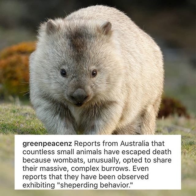 Are Wombats Inviting Animals Into Their Burrows to Escape Australia Fires?  