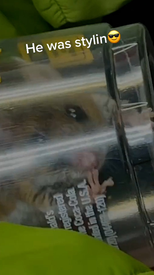mcdonalds mcdonald's tiktok videos rat rodent
