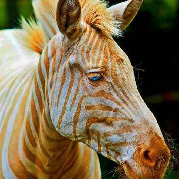 Does a Golden Zebra Live in Hawaii? 