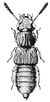 Rove beetle